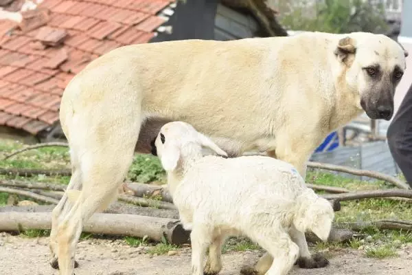 Çoban köpeği, kuzunun 'süt annesi' Çoban köpeği, kuzunun 'süt annesi'