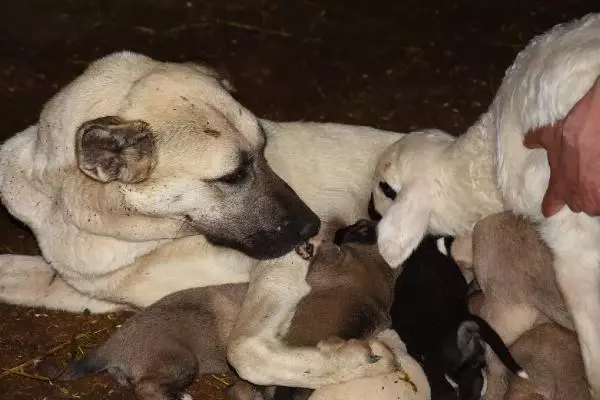 Çoban köpeği, kuzunun 'süt annesi' Çoban köpeği, kuzunun 'süt annesi'