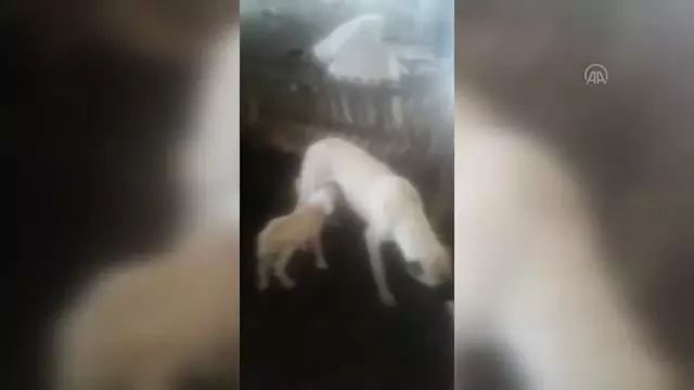 Çoban köpeğinin kuzuyu emzirmesi görenleri şaşırtıyor Çoban köpeğinin kuzuyu emzirmesi görenleri şaşırtıyor