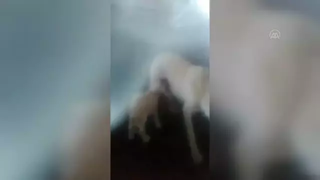 Çoban köpeğinin kuzuyu emzirmesi görenleri şaşırtıyor Çoban köpeğinin kuzuyu emzirmesi görenleri şaşırtıyor