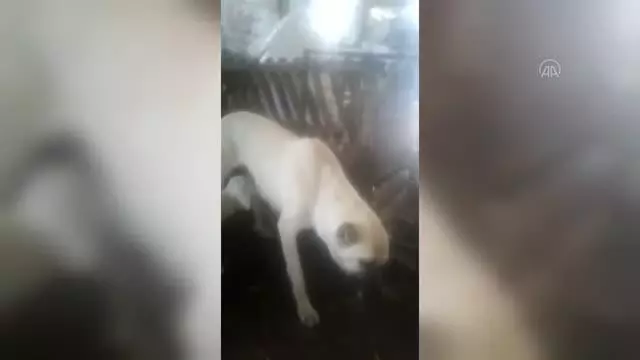 Çoban köpeğinin kuzuyu emzirmesi görenleri şaşırtıyor Çoban köpeğinin kuzuyu emzirmesi görenleri şaşırtıyor