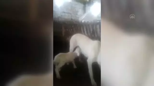 Çoban köpeğinin kuzuyu emzirmesi görenleri şaşırtıyor Çoban köpeğinin kuzuyu emzirmesi görenleri şaşırtıyor