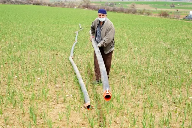 Dünyaca ünlü Taşköprü sarımsağı, AB'de coğrafi işaretle tescillendi Dünyaca ünlü Taşköprü sarımsağı, AB'de coğrafi işaretle tescillendi