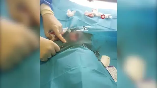 Esenyurt'ta yaralı kedinin vurulduğu ortaya çıktı Esenyurt'ta yaralı kedinin vurulduğu ortaya çıktı