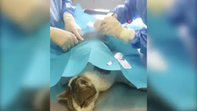 Esenyurt'ta yaralı kedinin vurulduğu ortaya çıktı Esenyurt'ta yaralı kedinin vurulduğu ortaya çıktı
