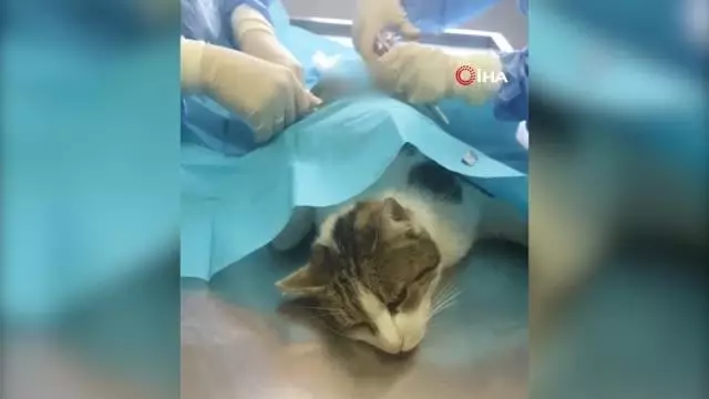 Esenyurt'ta yaralı kedinin vurulduğu ortaya çıktı Esenyurt'ta yaralı kedinin vurulduğu ortaya çıktı