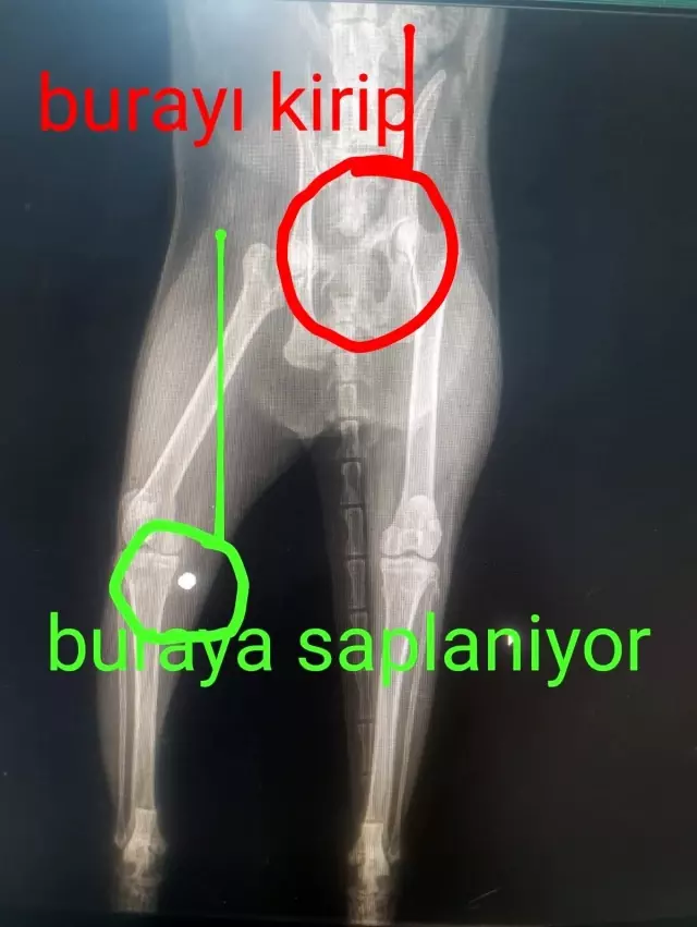 Esenyurt'ta yaralı kedinin vurulduğu ortaya çıktı Esenyurt'ta yaralı kedinin vurulduğu ortaya çıktı