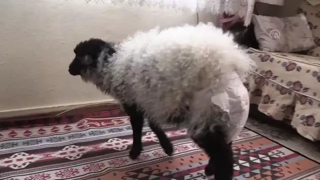 Kuzusu hastalanan vatandaş veteriner bulamayınca hastaneye gitti Kuzusu hastalanan vatandaş veteriner bulamayınca hastaneye gitti