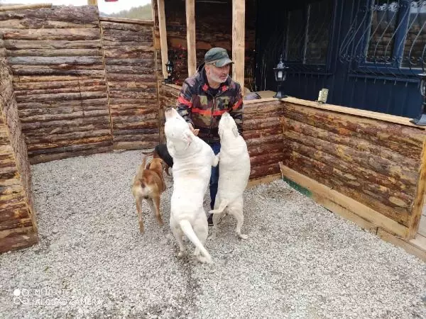 ŞİLE'DE KÖPEK ÇALAN İKİ SANIĞA 5 YIL 2 AY 15 GÜN HAPİS CEZASI ŞİLE'DE KÖPEK ÇALAN İKİ SANIĞA 5 YIL 2 AY 15 GÜN HAPİS CEZASI