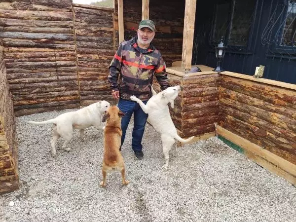 ŞİLE'DE KÖPEK ÇALAN İKİ SANIĞA 5 YIL 2 AY 15 GÜN HAPİS CEZASI ŞİLE'DE KÖPEK ÇALAN İKİ SANIĞA 5 YIL 2 AY 15 GÜN HAPİS CEZASI
