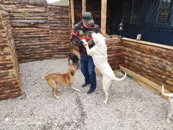 ŞİLE'DE KÖPEK ÇALAN İKİ SANIĞA 5 YIL 2 AY 15 GÜN HAPİS CEZASI ŞİLE'DE KÖPEK ÇALAN İKİ SANIĞA 5 YIL 2 AY 15 GÜN HAPİS CEZASI
