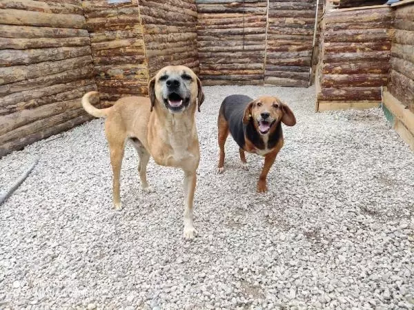 ŞİLE'DE KÖPEK ÇALAN İKİ SANIĞA 5 YIL 2 AY 15 GÜN HAPİS CEZASI ŞİLE'DE KÖPEK ÇALAN İKİ SANIĞA 5 YIL 2 AY 15 GÜN HAPİS CEZASI