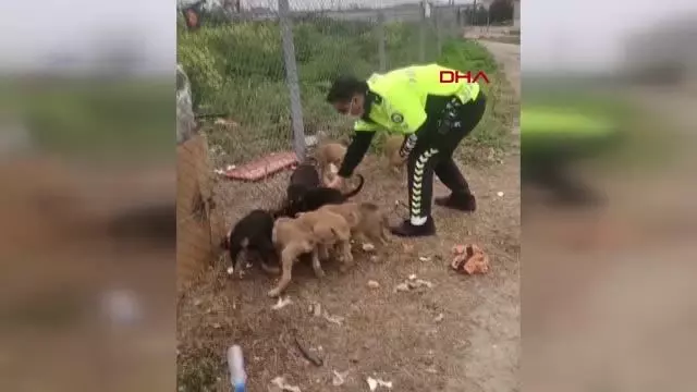 TRAFİK POLİSLERİ KISITLAMADA YAVRU KÖPEKLERİ BESLEDİ TRAFİK POLİSLERİ KISITLAMADA YAVRU KÖPEKLERİ BESLEDİ