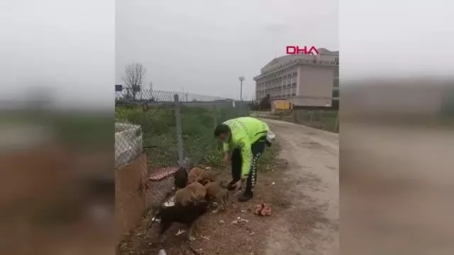 TRAFİK POLİSLERİ KISITLAMADA YAVRU KÖPEKLERİ BESLEDİ TRAFİK POLİSLERİ KISITLAMADA YAVRU KÖPEKLERİ BESLEDİ