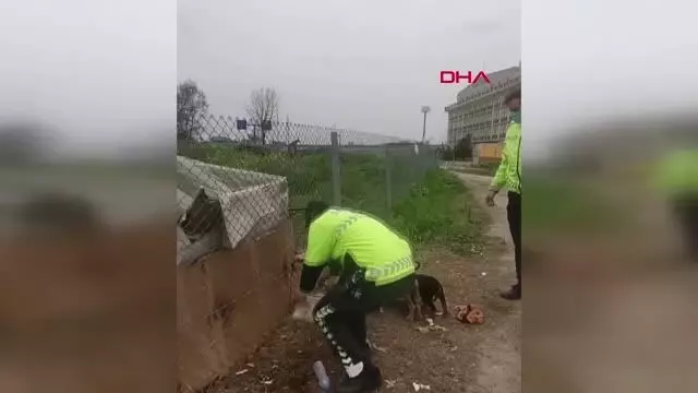 TRAFİK POLİSLERİ KISITLAMADA YAVRU KÖPEKLERİ BESLEDİ TRAFİK POLİSLERİ KISITLAMADA YAVRU KÖPEKLERİ BESLEDİ