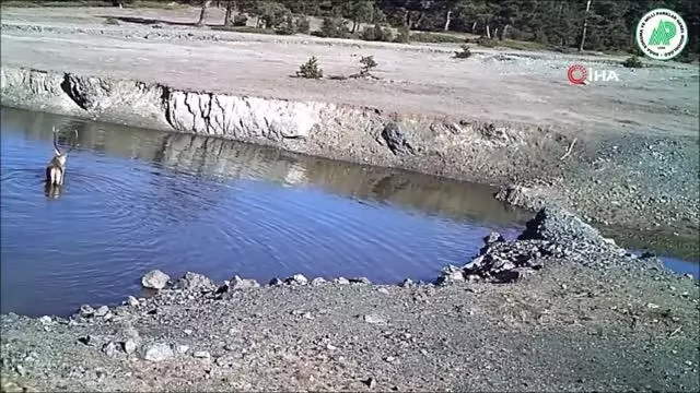 Yaban hayatı fotokapanla böyle görüntülendi Yaban hayatı fotokapanla böyle görüntülendi