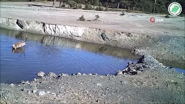 Yaban hayatı fotokapanla böyle görüntülendi Yaban hayatı fotokapanla böyle görüntülendi