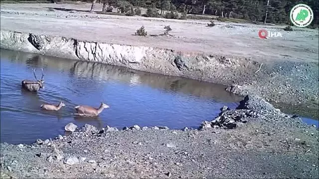 Yaban hayatı fotokapanla böyle görüntülendi Yaban hayatı fotokapanla böyle görüntülendi