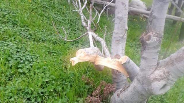 Ağaçları saldırıya uğrayan çiftçiler domuzlardan şüphelenmişti, zararın sorumlusu TEİŞ çıktı Ağaçları saldırıya uğrayan çiftçiler domuzlardan şüphelenmişti, zararın sorumlusu TEİŞ çıktı