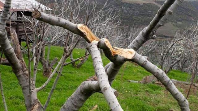 Ağaçları saldırıya uğrayan çiftçiler domuzlardan şüphelenmişti, zararın sorumlusu TEİŞ çıktı Ağaçları saldırıya uğrayan çiftçiler domuzlardan şüphelenmişti, zararın sorumlusu TEİŞ çıktı