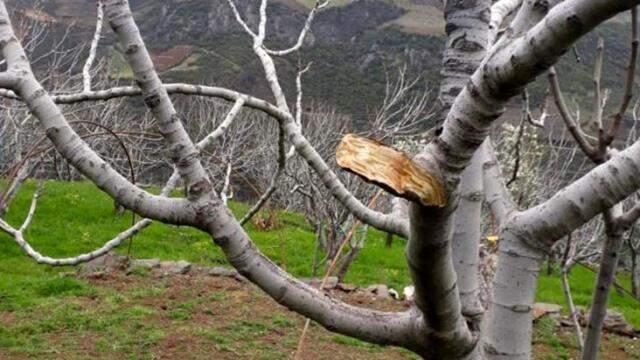 Ağaçları saldırıya uğrayan çiftçiler domuzlardan şüphelenmişti, zararın sorumlusu TEİŞ çıktı Ağaçları saldırıya uğrayan çiftçiler domuzlardan şüphelenmişti, zararın sorumlusu TEİŞ çıktı