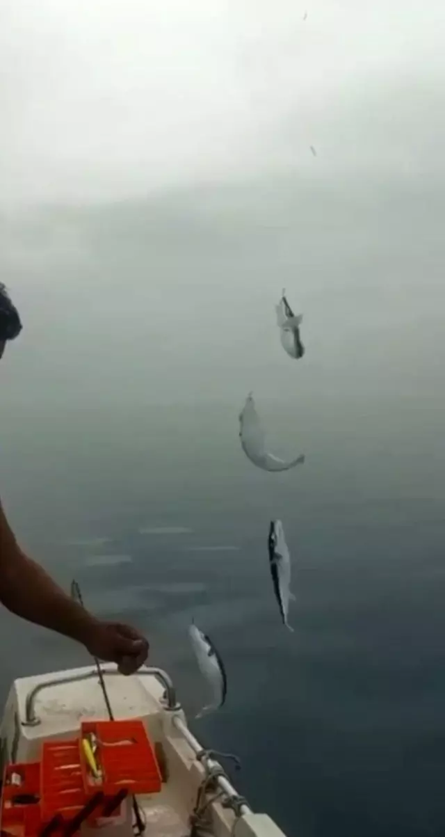Antalya'da balon balıkları oltalara 4'er 4'er takılıyor... Antalya'da denize girilebilecek mi?