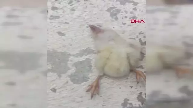 HAREKET ETMEYEN CİVCİVE KALP MASAJI YAPTI HAREKET ETMEYEN CİVCİVE KALP MASAJI YAPTI