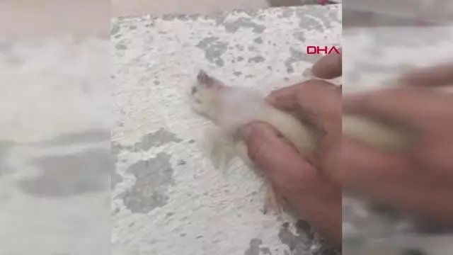 HAREKET ETMEYEN CİVCİVE KALP MASAJI YAPTI HAREKET ETMEYEN CİVCİVE KALP MASAJI YAPTI