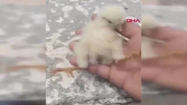 HAREKET ETMEYEN CİVCİVE KALP MASAJI YAPTI HAREKET ETMEYEN CİVCİVE KALP MASAJI YAPTI