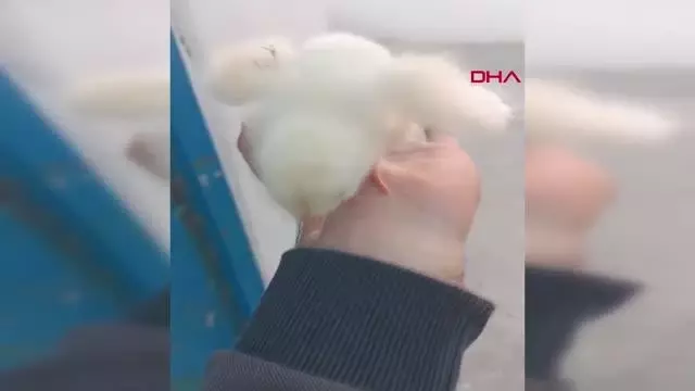 HAREKET ETMEYEN CİVCİVE KALP MASAJI YAPTI HAREKET ETMEYEN CİVCİVE KALP MASAJI YAPTI