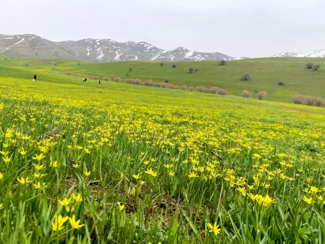 Hem çiçek topladılar, hem karın tadını çıkardılar Hem çiçek topladılar, hem karın tadını çıkardılar