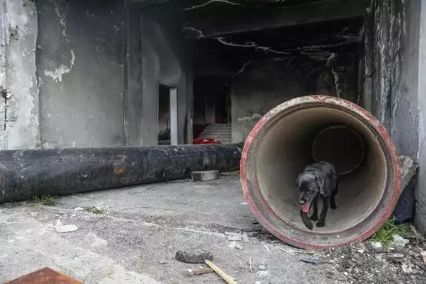 İSTANBUL İTFAİYESİ K9 MERKEZİ KURDU... HAYAT KURTARACAK KÖPEKLERİ YETİŞTİRİYOR İSTANBUL İTFAİYESİ K9 MERKEZİ KURDU... HAYAT KURTARACAK KÖPEKLERİ YETİŞTİRİYOR