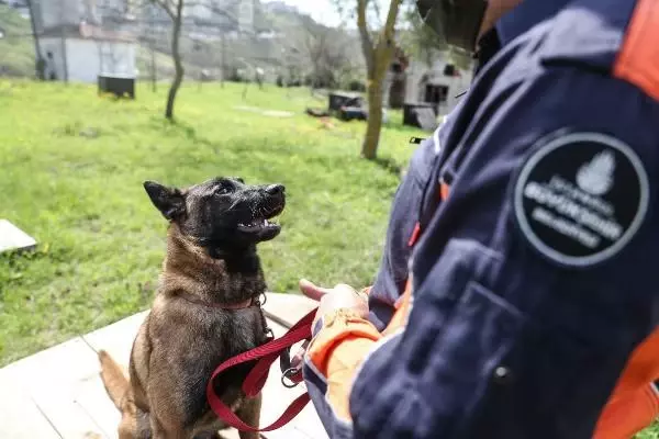 İSTANBUL İTFAİYESİ K9 MERKEZİ KURDU... HAYAT KURTARACAK KÖPEKLERİ YETİŞTİRİYOR İSTANBUL İTFAİYESİ K9 MERKEZİ KURDU... HAYAT KURTARACAK KÖPEKLERİ YETİŞTİRİYOR