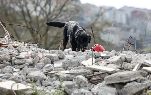 İSTANBUL İTFAİYESİ K9 MERKEZİ KURDU... HAYAT KURTARACAK KÖPEKLERİ YETİŞTİRİYOR İSTANBUL İTFAİYESİ K9 MERKEZİ KURDU... HAYAT KURTARACAK KÖPEKLERİ YETİŞTİRİYOR