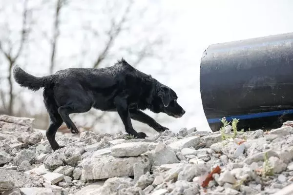 İSTANBUL İTFAİYESİ K9 MERKEZİ KURDU... HAYAT KURTARACAK KÖPEKLERİ YETİŞTİRİYOR İSTANBUL İTFAİYESİ K9 MERKEZİ KURDU... HAYAT KURTARACAK KÖPEKLERİ YETİŞTİRİYOR