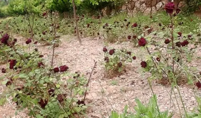 Karagül odun ateşinde kokuya dönüşüyor