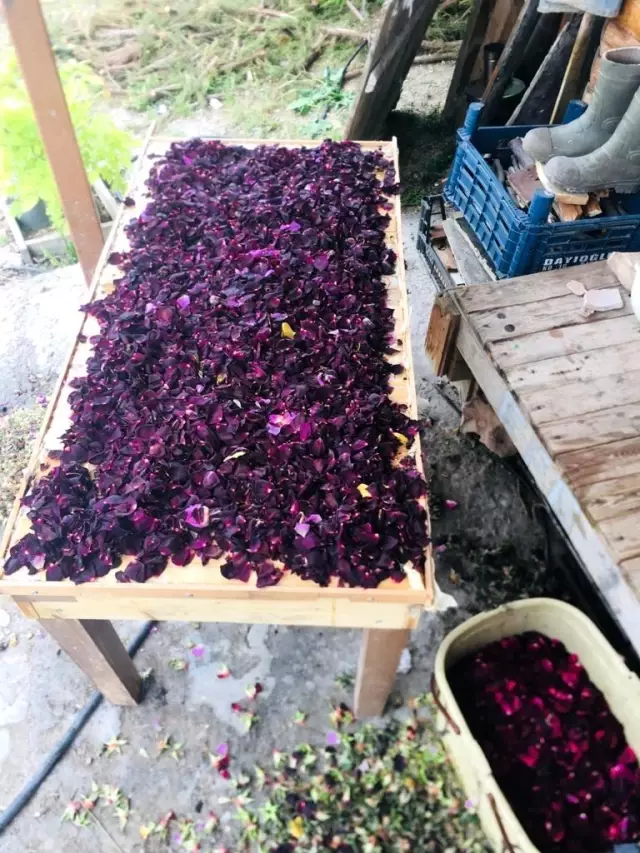 Karagül odun ateşinde kokuya dönüşüyor