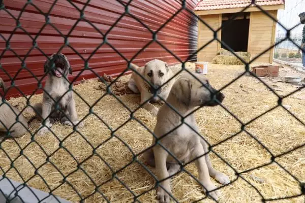 SİVAS'TA YAPIMI SÜREN KANGAL KÖPEĞİ MERKEZİ HAZİRANDA AÇILACAK SİVAS'TA YAPIMI SÜREN KANGAL KÖPEĞİ MERKEZİ HAZİRANDA AÇILACAK