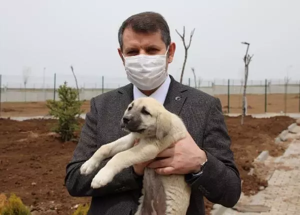 SİVAS'TA YAPIMI SÜREN KANGAL KÖPEĞİ MERKEZİ HAZİRANDA AÇILACAK SİVAS'TA YAPIMI SÜREN KANGAL KÖPEĞİ MERKEZİ HAZİRANDA AÇILACAK
