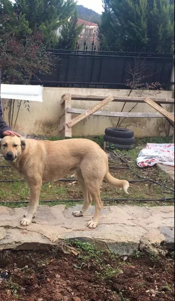 Sokak köpeği öldürüp çuval içinde araziye atıldı Sokak köpeği öldürüp çuval içinde araziye atıldı