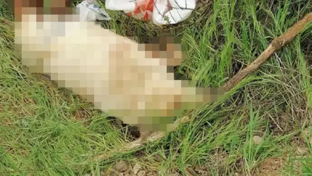 Sokak köpeği öldürüp çuval içinde araziye atıldı Sokak köpeği öldürüp çuval içinde araziye atıldı