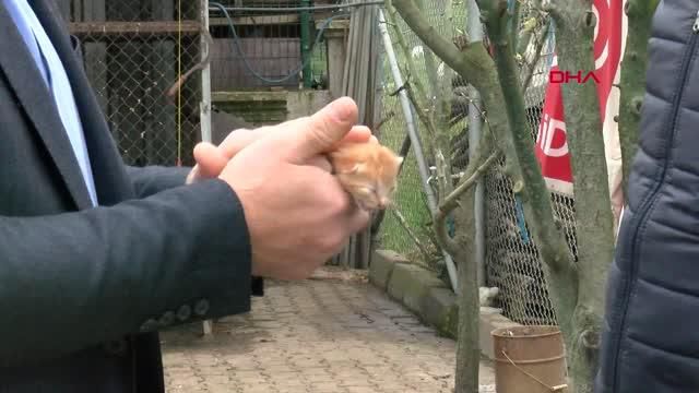 tavuk yavru kedileri kanatlarinin altina alip 2 14075768 o