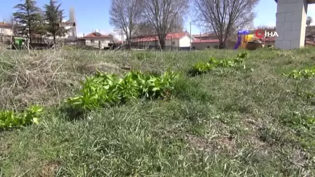 Ters laleler iklim değişikliğine yenildi Ters laleler iklim değişikliğine yenildi