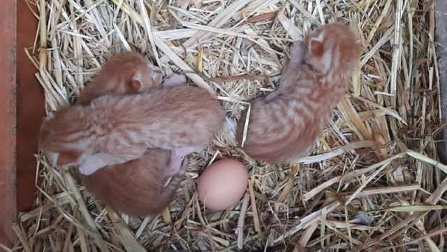 yavru kedilerin nobetci annesi 6 14075768 o