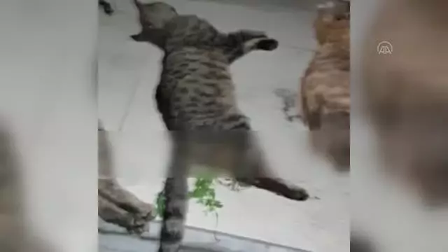 3 sokak kedisi zehirlenmiş halde bulundu 3 sokak kedisi zehirlenmiş halde bulundu