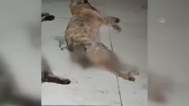 3 sokak kedisi zehirlenmiş halde bulundu 3 sokak kedisi zehirlenmiş halde bulundu