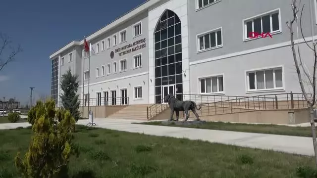 AKSARAY YARALI AT TEDAVİYE ALINDI AKSARAY YARALI AT TEDAVİYE ALINDI
