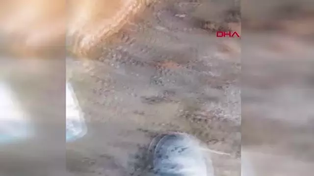 AKSARAY YARALI AT TEDAVİYE ALINDI AKSARAY YARALI AT TEDAVİYE ALINDI