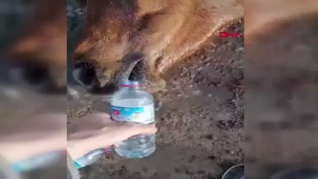AKSARAY YARALI AT TEDAVİYE ALINDI AKSARAY YARALI AT TEDAVİYE ALINDI