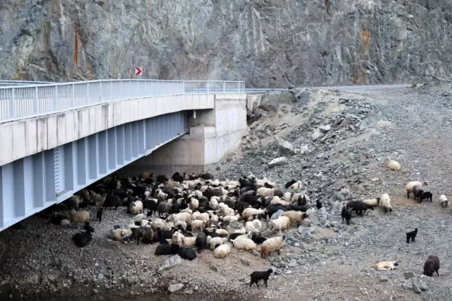 Artvin'de yayla göçü başladı